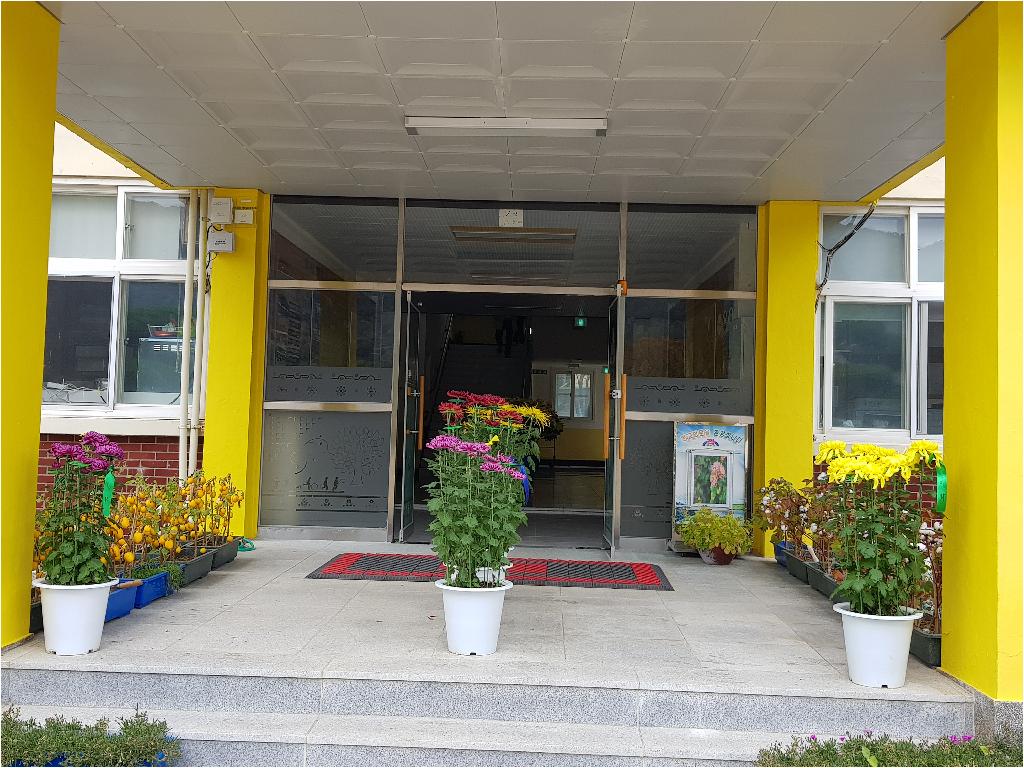 환경미화용 국화 구입